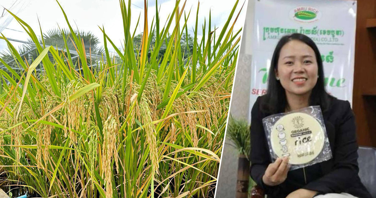 ក្រុមហ៊ុននាំចេញអង្ករ Amru Rice ផលិតបានពូជស្រូវស្រងែក្រអូប ...