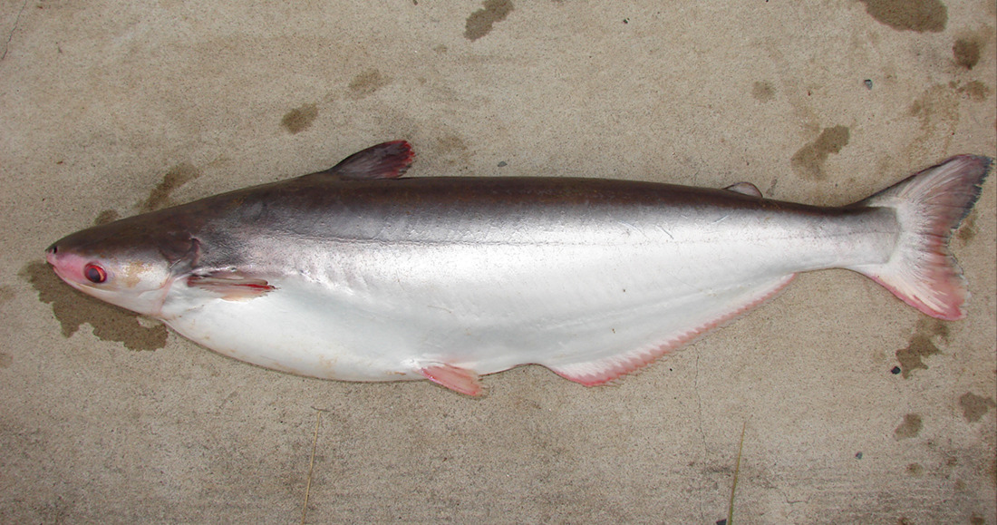Review Finds 61 Fishes Migrating between Mekong Freshwater and Marine ...
