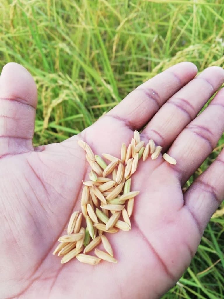 Amru Starts Climate Change Resilient Rice Variety Piloting - ក្រសួងព័ត៌មាន